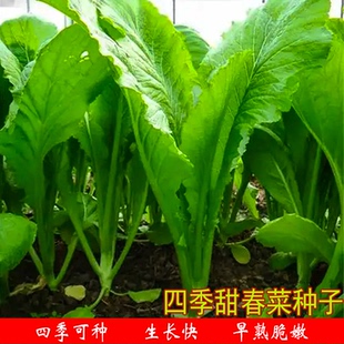四季甜春菜种子香芥菜种孑春季冬秋季芥菜种阳台盆栽农家蔬菜种植