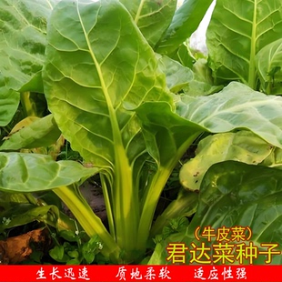 君达菜厚皮菜种籽根达菜种子四季牛皮菜种籽大叶青牛皮菜家庭种植