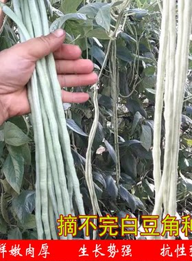 白色豆角种子农家抗性丰产
