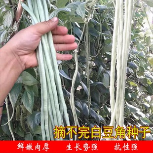 白色长豆角种子农家秧苗丰产抗性豇豆小叶肉厚无鼓春秋季菜子苗孑