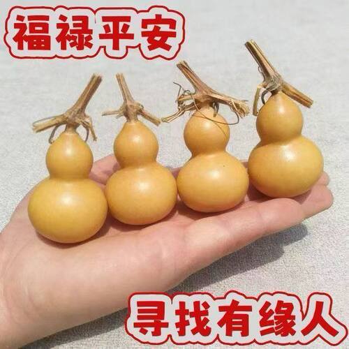 手盘小葫芦纯天然美精品