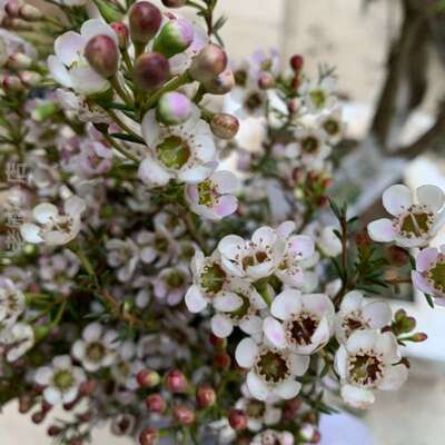 一束家庭花店礼物送花花卉情人节家用养活花瓶插花花包,520