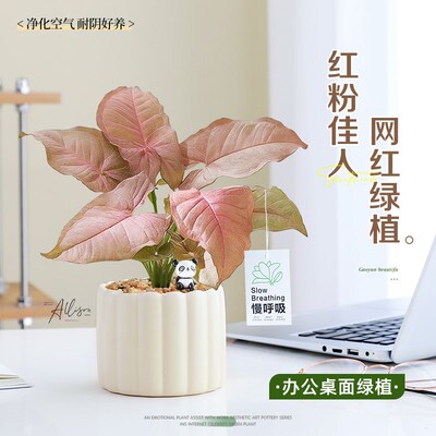 热销红粉佳人合果芋盆栽办公室室内桌面摆件彩色花卉四季观叶好养