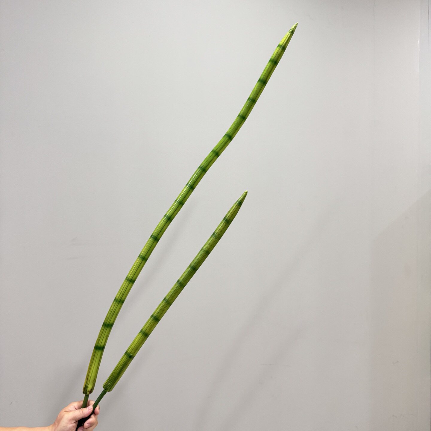 仿真棒叶虎皮兰仿真绿植小盆栽 圆叶佛前香稀有多肉竹节棒