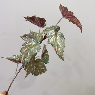 仿真花绿植秋海棠叶跨境北欧家居样板间酒店装饰植物观音莲叶