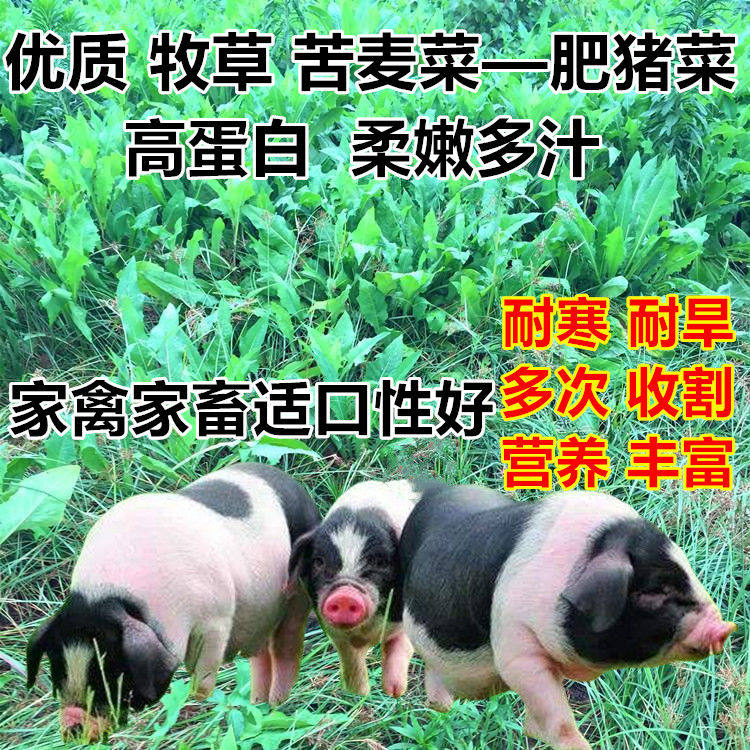苦荬菜种子四季多年生牧草鱼鸡鸭鹅菜苦麻菜肥猪菜苦麦菜种籽