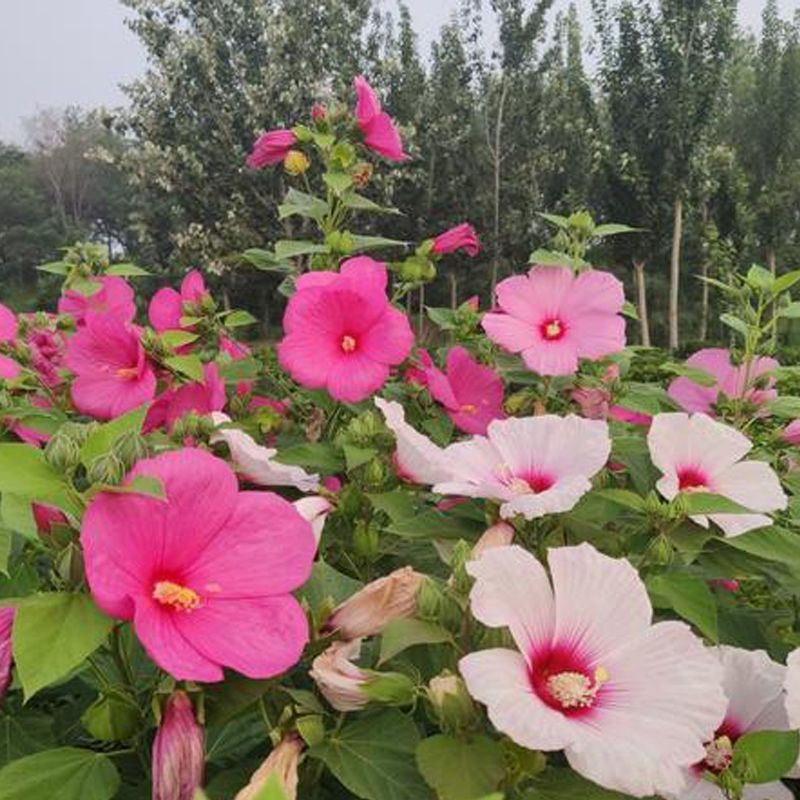 大花秋葵种子芙蓉葵花种籽庭院观赏草芙蓉花籽混色景观花海花卉 鲜花速递/花卉仿真/绿植园艺 绣球/木绣球/木本植物 原图主图