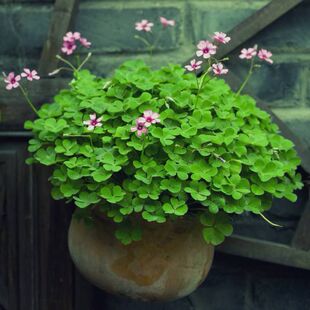 买一送一幸运草种子1000粒四季易播包发芽种子红三叶白三叶草种子