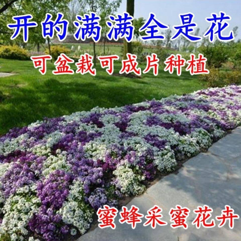 香雪球种子四季播种开花耐寒室内外阳台盆栽冬季易活花卉种子包邮