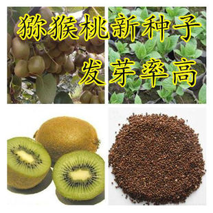 散装猕猴桃种子 野生四季盆栽 黄心红心猕猴桃种子 果树种子 包邮