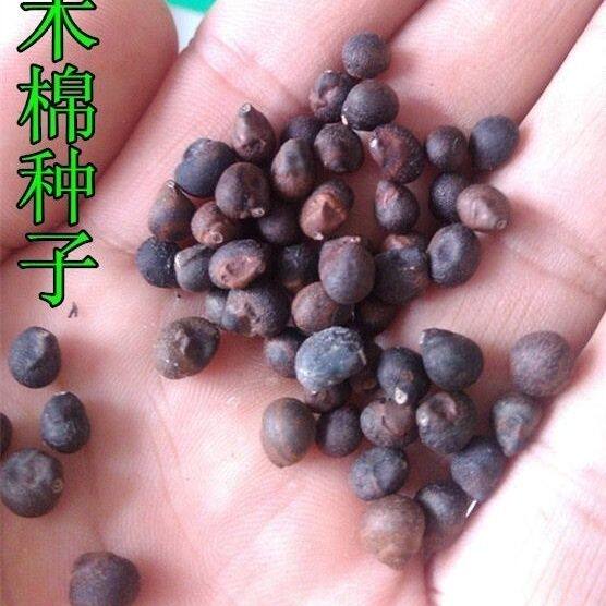 绿化苗木 木棉种子 美人树 木棉花种子 攀枝花 红棉树 英雄树种子