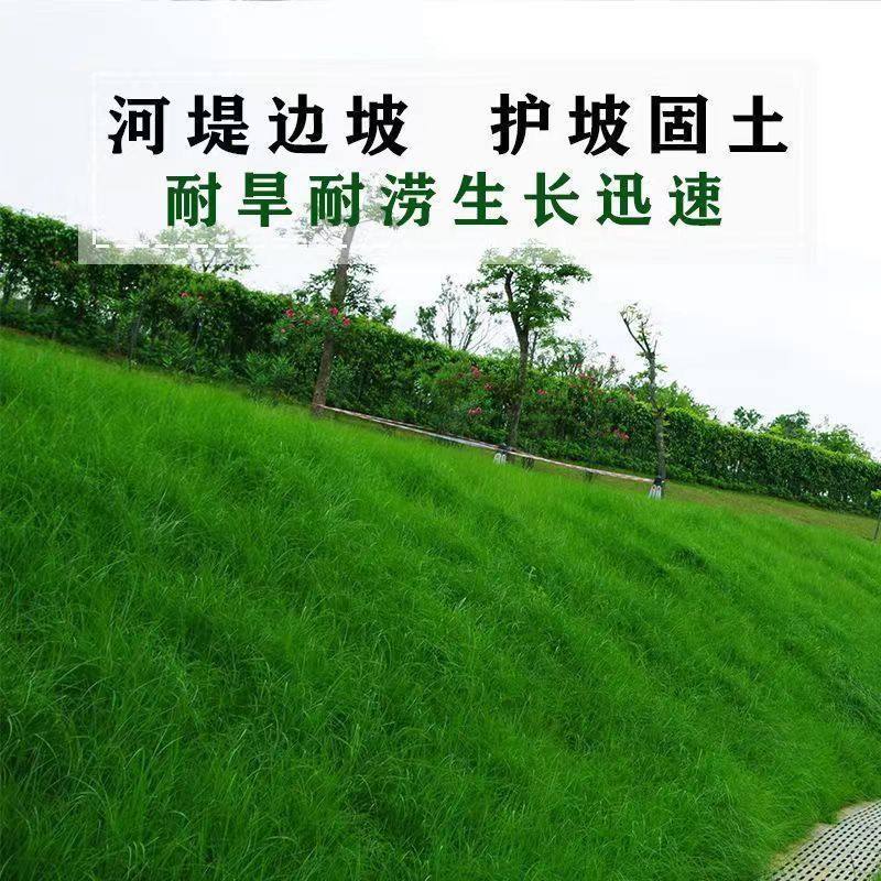 草坪草籽护坡固土四季常青草籽高家庭园艺种子