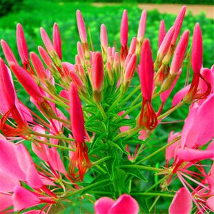 高产美人醉蝶花种子四季阳台盆栽种植园林易活庭院蜜源凤蝶草花卉