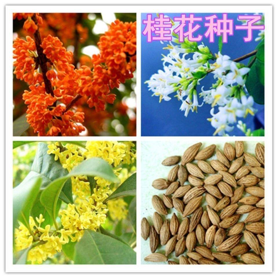 桂花种子 金桂沉香八月桂花树种子 桂花种籽四季盆栽阳台花卉种籽