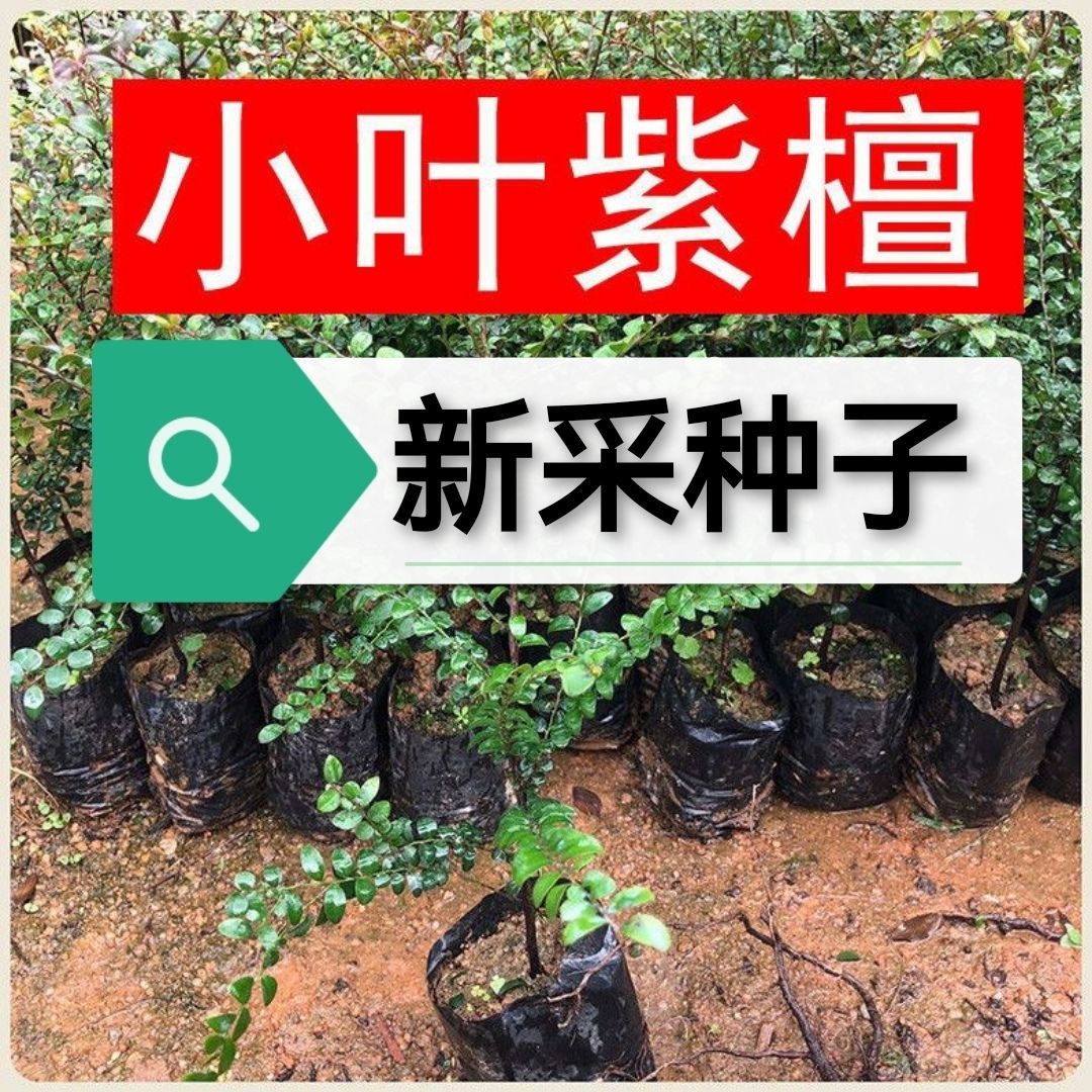 大量新采种子 小叶紫檀种子 紫檀种子 小叶紫檀种子 包邮家庭