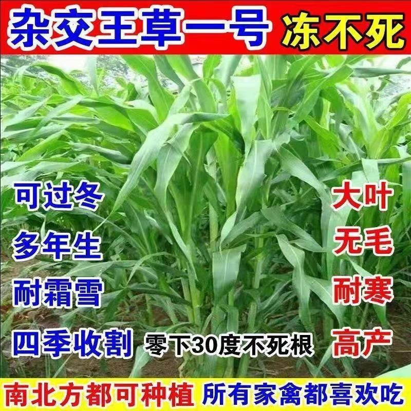 无毛甜象草3号墨西哥玉米草四季牧草种子南杂交王饲用甜高粱牛羊
