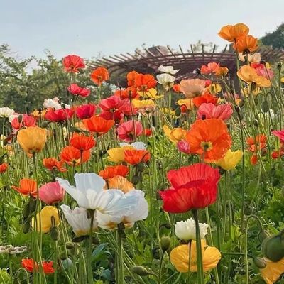 虞美人种子混色重瓣 春播秋播低矮多年生耐寒花卉花海虞美人花种