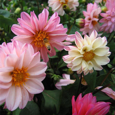 混色小丽花种子小丽菊大丽花种子景观花海庭院阳台多年生重瓣花种