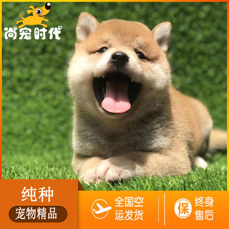 北京犬舍纯种柴犬幼犬血统纯正黒柴白柴赤柴豆柴家养真狗活体宠物