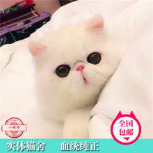 加菲猫活体纯白波斯猫黄白纯黑幼猫1