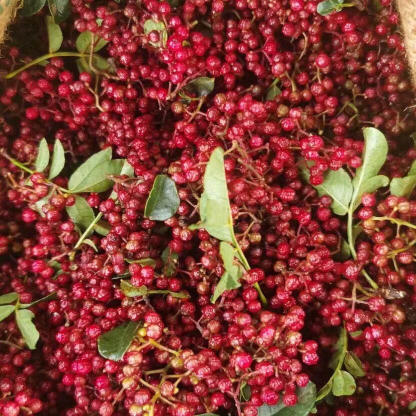 2024年四川汉源新鲜活花椒湿花椒生花椒粒特麻现摘产地直发