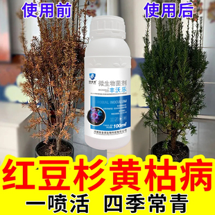 红豆杉复活液】红豆杉病专用药黄叶干尖不开花不挂果促生长叶面肥