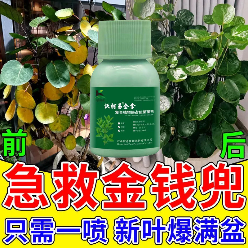 抗病害叶斑病根腐病金钱兜枯枝速绿金钱兜真菌细菌病害防治图片