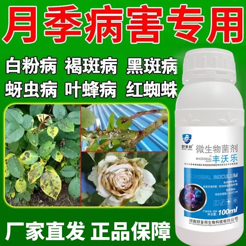 月季花病害专用月季枯枝病白粉病新芽干枯萎焉黄叶不生长抗病杀菌