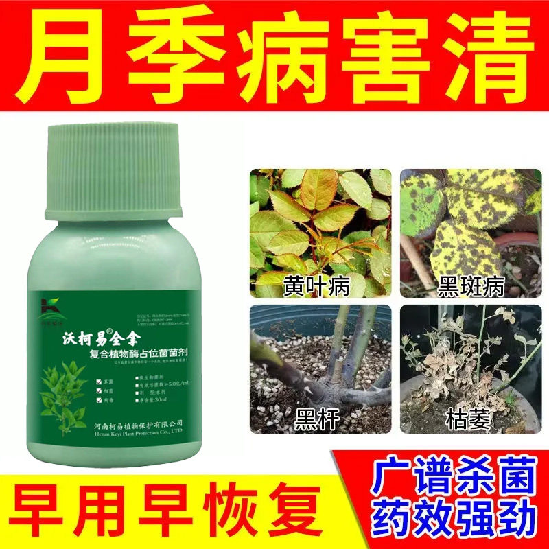 月季黄叶黑斑病白粉叶斑病病害清落叶掉花苞月季玫瑰花卉用杀菌剂