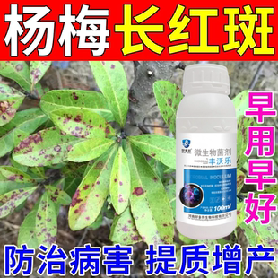 杨梅树专用药治癌肿病卷叶黄叶病红斑病杨梅保花保果专用肥料