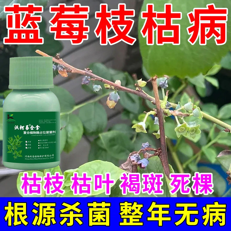 蓝莓枯枝病药蓝莓灰霉病专用白粉病炭疽病僵果病叶斑病微生物菌剂图片