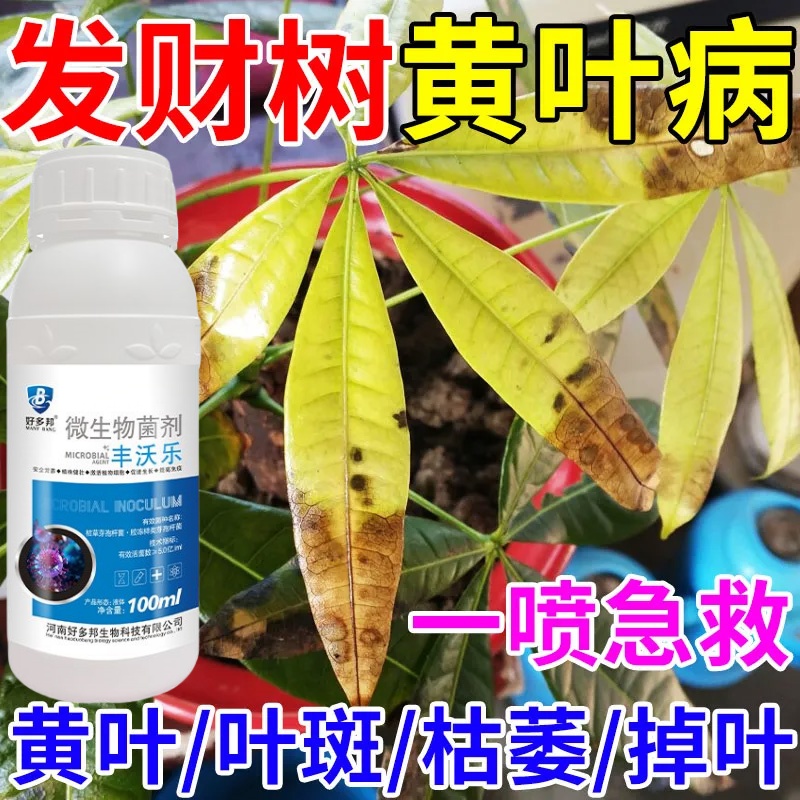 发财树黄叶病全治叶子发黄枯萎急救叶斑病发财树专用药微生物菌肥