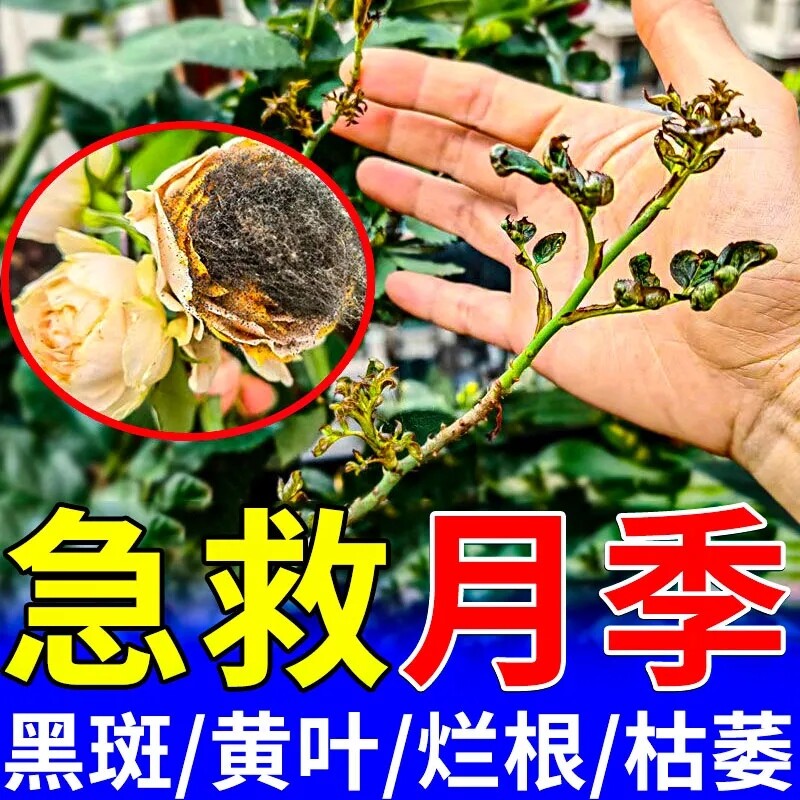 月季黑杆病专用药月季黑斑病枯枝病枯叶病黄叶病白粉病微生物菌剂图片