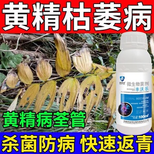 黄精病杀菌剂黄精专用防病药专治黄叶根腐病炭疽病黑斑病农用菌剂