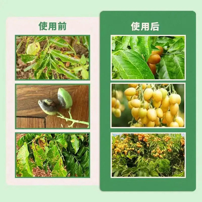 黄皮病全治黄皮专用杀菌剂黄叶梢腐根腐炭疽烟煤全杀黄皮病专用药