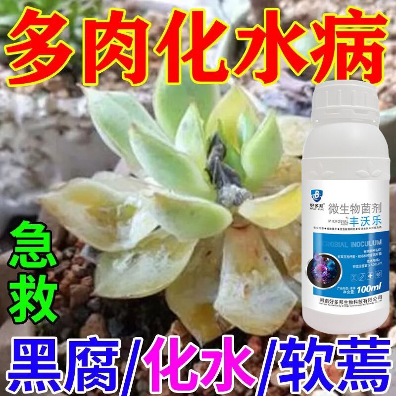 多肉烂根专用杀菌剂叶子黑腐化水掉叶白粉烟煤病百菌清肥料营养液