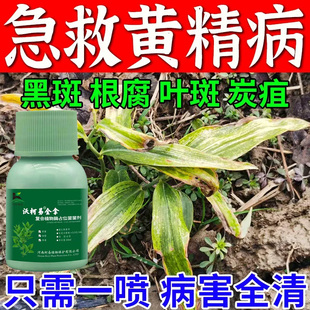 黄精专用防病药】杀菌剂药材黑斑病叶斑病褐斑根腐病专治黄叶烂根