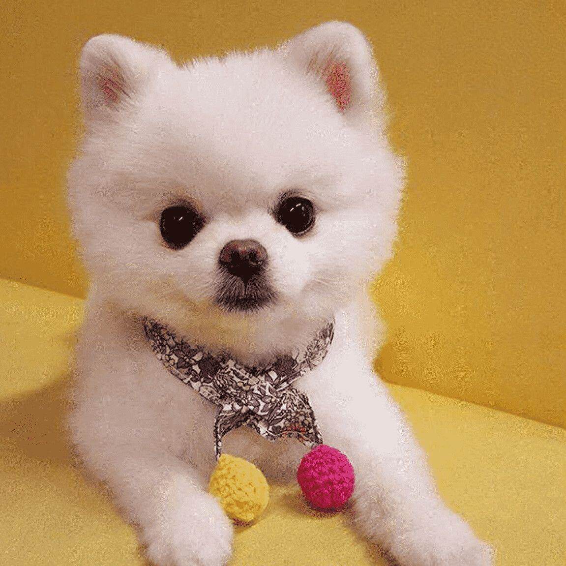 博美犬白博美幼犬袖珍长不大茶杯犬白色博美招财小型犬家庭宠物狗