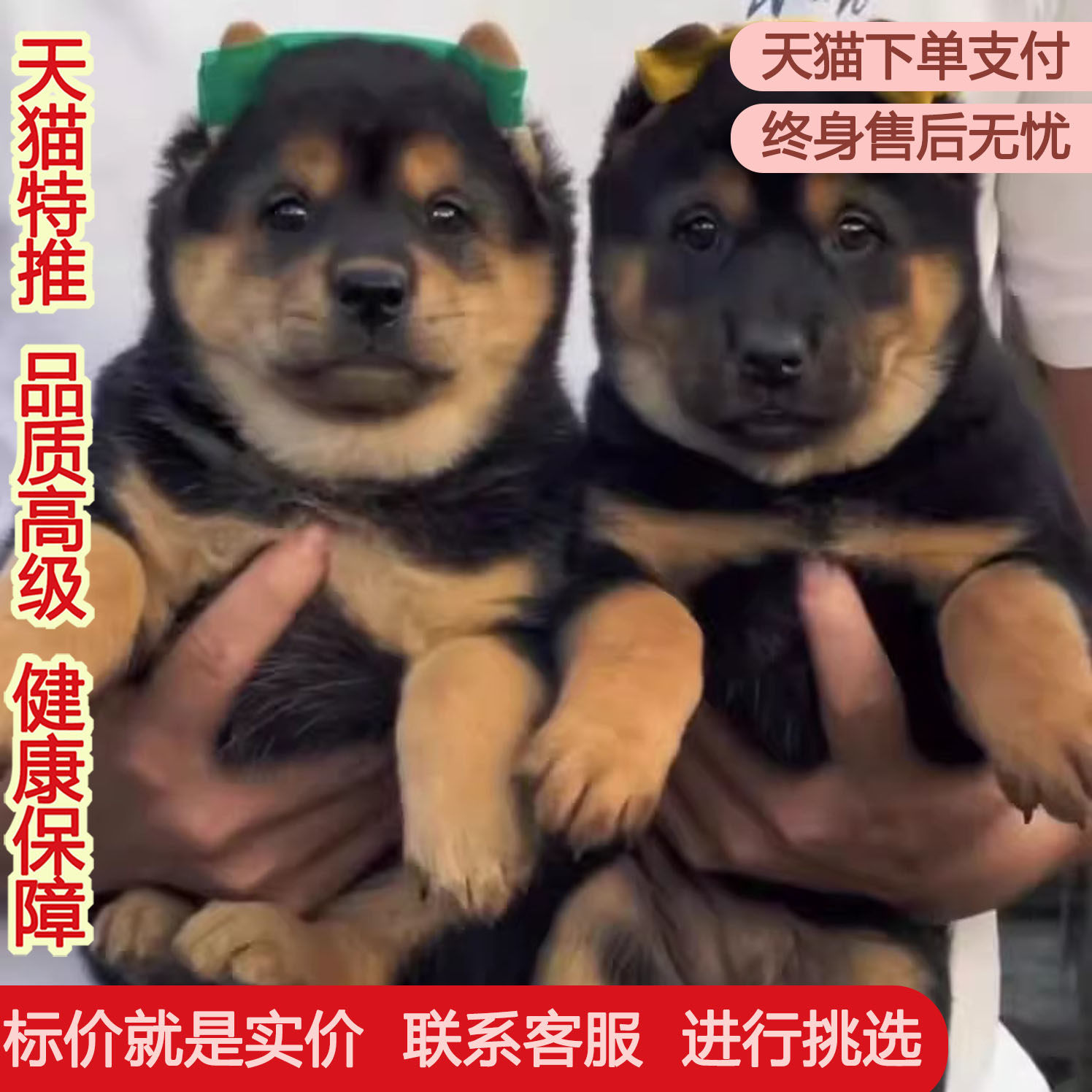 四眼铁包金中华田园犬巡山犬便宜赶狗狗土狗好养农村活物短毛正宗