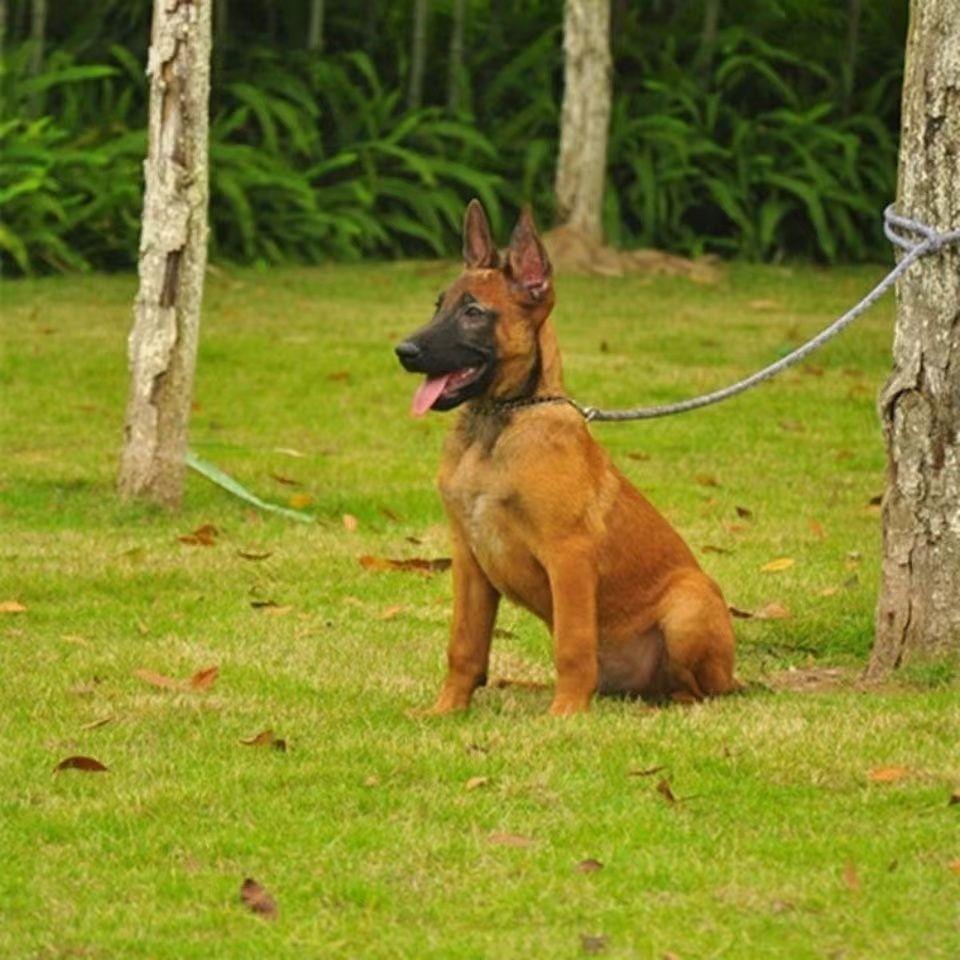 马犬小狗幼犬狗活物黑红马犬军犬护卫犬马犬幼犬警犬比利时工作犬