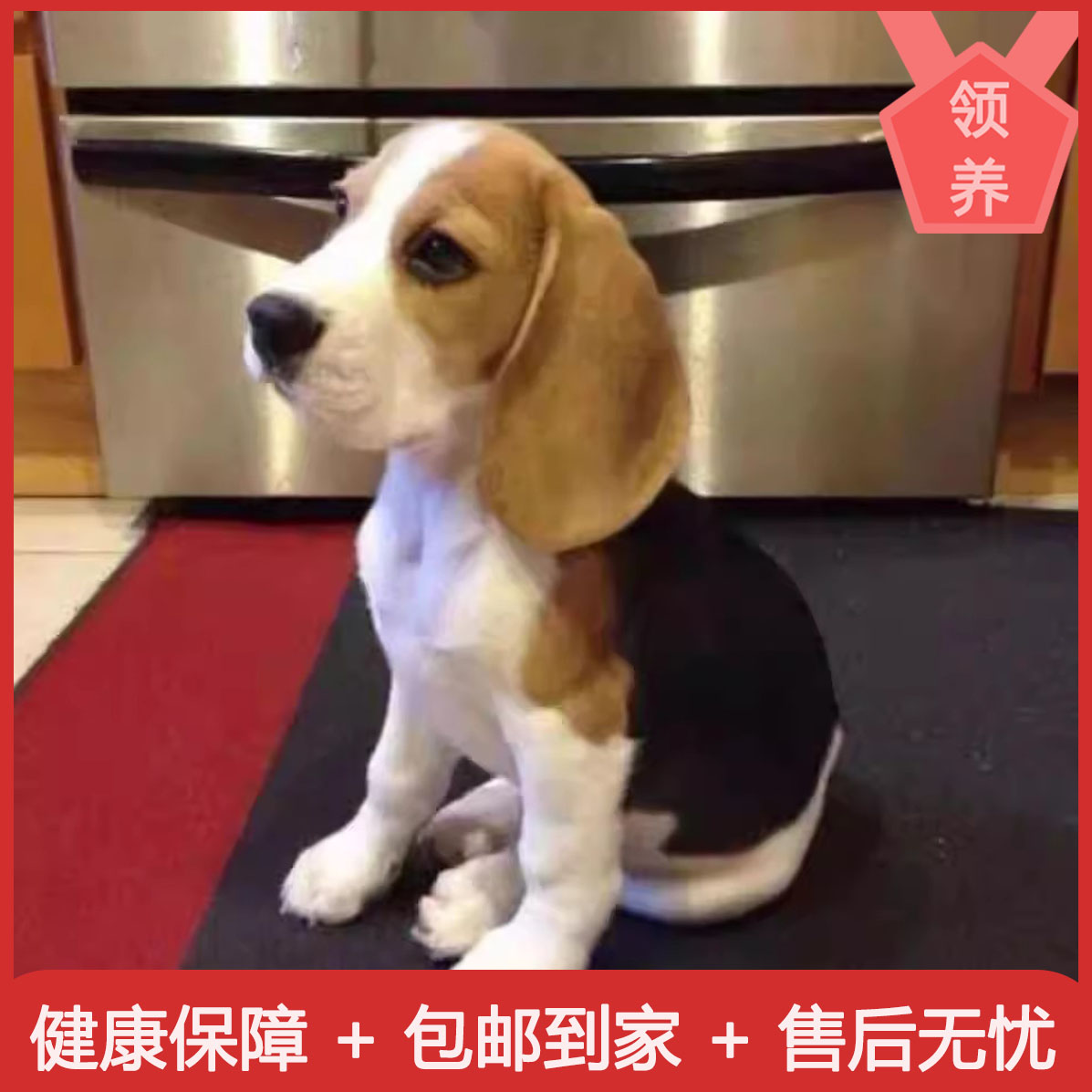 比格犬警犬混血小狗米鲁犬猎兔犬狗狗大耳朵宠物小型猎犬幼犬短毛