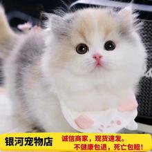 中华田园猫活物土猫橘白猫狸花猫黑猫白猫黑白奶牛猫三花猫家养猫