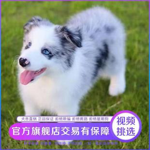 纯种边牧幼犬陨石边境牧羊犬黑白边牧三通七白金边牧高智商宠物狗