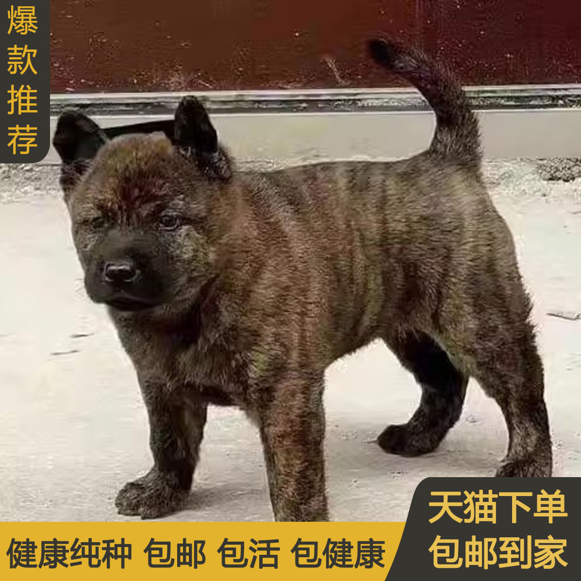 纯种广西土猎犬幼犬狗狗赶山土狗中华田园犬虎头大黑虎斑犬虎斑狗
