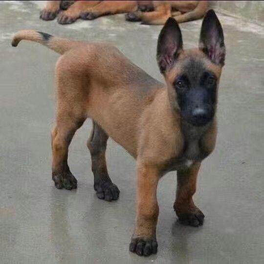 马犬幼犬幼崽军犬警犬狗狗活物看家护院二个月爆红小马犬真狗好养