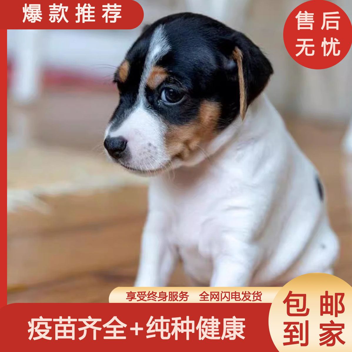 比格犬混血警犬小狗米鲁犬猎兔犬狗狗大耳朵宠物小型猎犬幼犬短毛