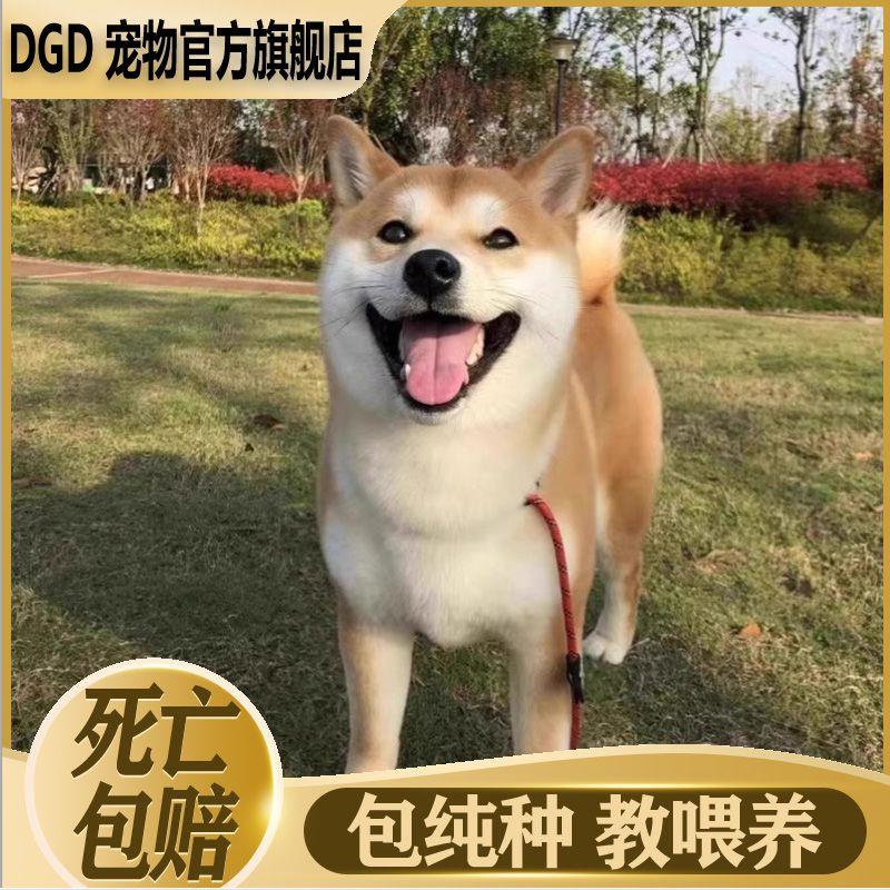 纯种日本柴犬幼犬旺财小型犬黑柴赤柴...