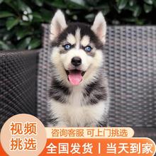 二哈幼犬活物大型犬狗狗宠物哈士奇幼犬纯种活体阿拉斯加犬雪橇犬