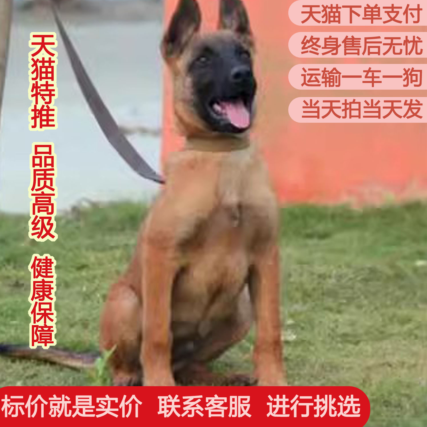 马犬幼犬纯种军犬警犬大型看家护院犬比利时爆红小马犬德牧宠物狗