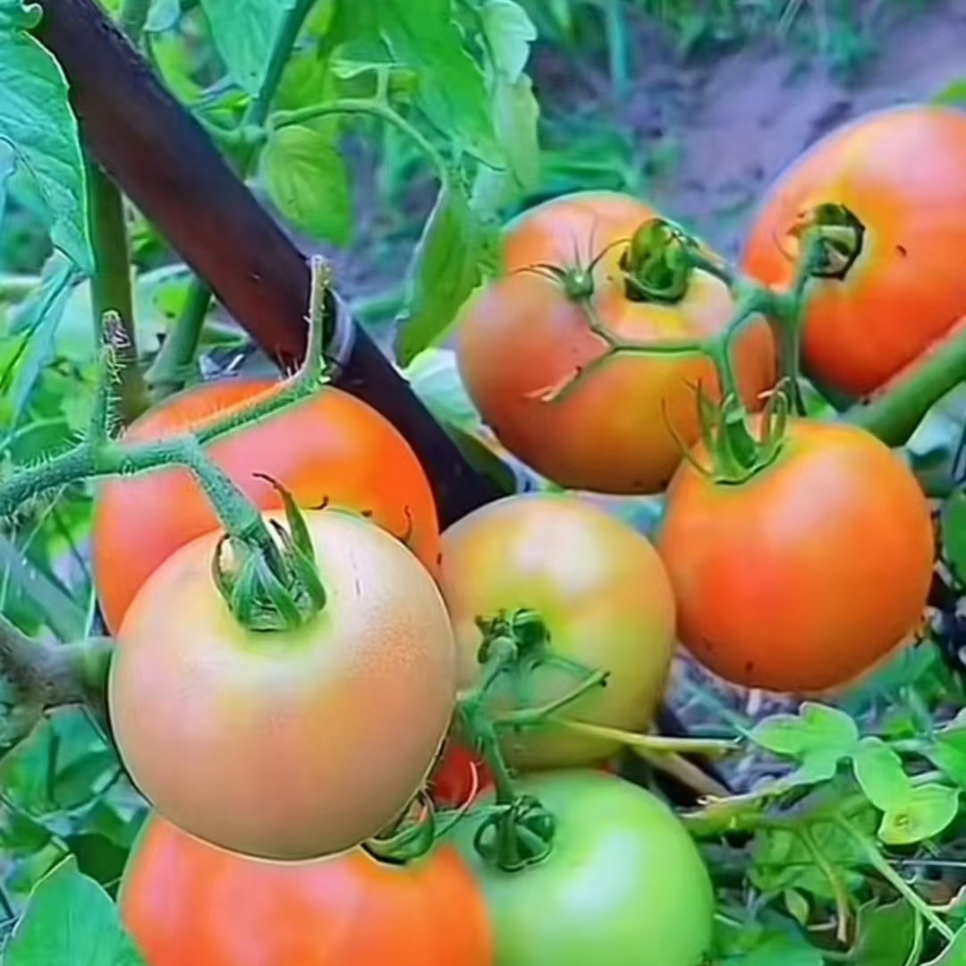 西红柿新鲜生吃西红柿露天种植当季蔬菜连州本地种植蕃茄新鲜现摘